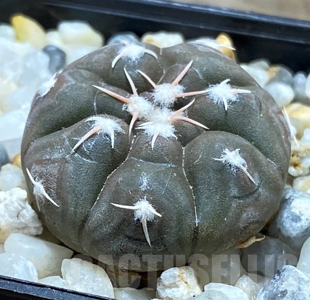 SHPR14542 Gymnocalycium prochazkianum