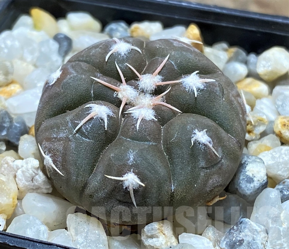 SHPR14542 Gymnocalycium prochazkianum - immagine 3