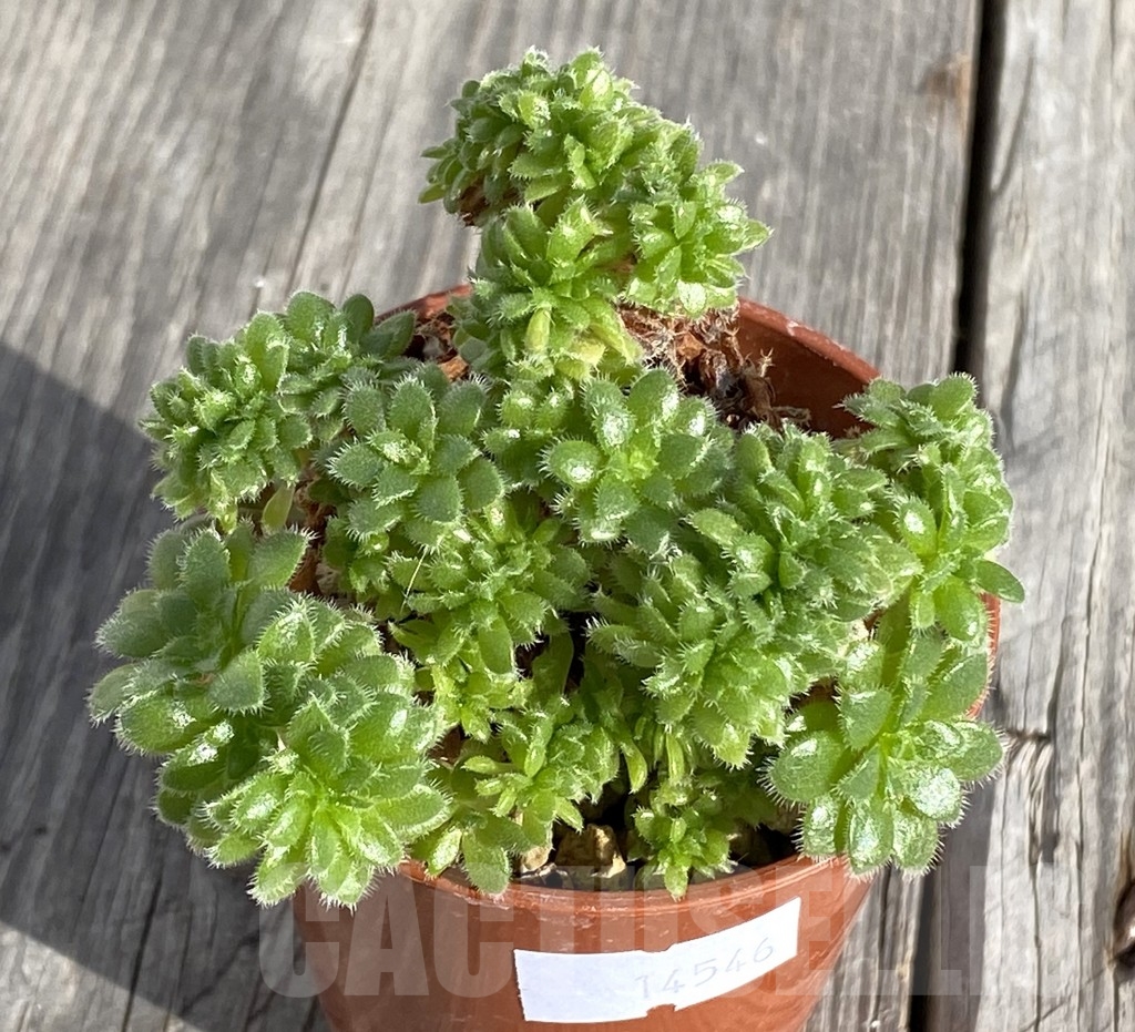 SHPR14546 Aeonium tabuliforme f.cristata - immagine 2