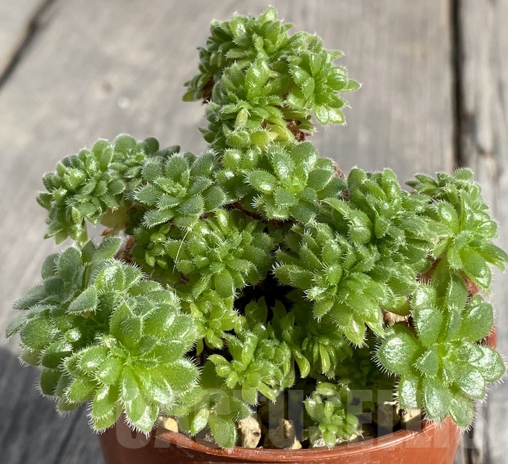 SHPR14546 Aeonium tabuliforme f.cristata