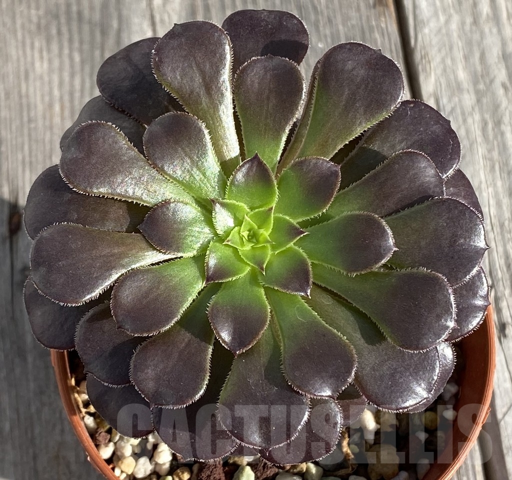 SHPR14548 Aeonium 'Garnet'