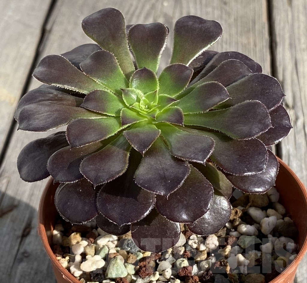 SHPR14548 Aeonium 'Garnet' - immagine 2
