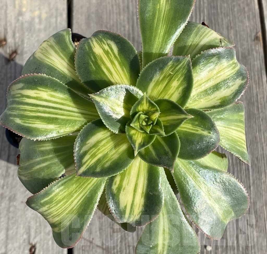 SHPR14549 Aeonium 'Starburst'