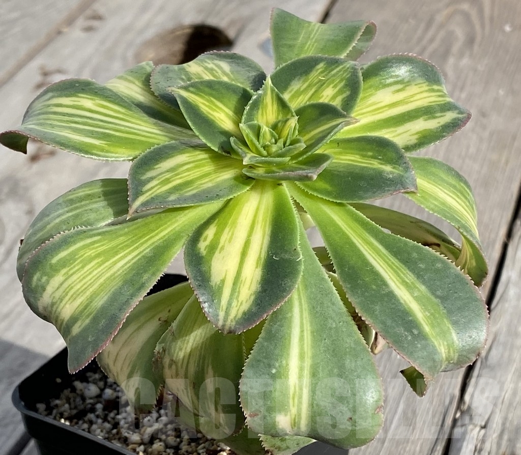 SHPR14549 Aeonium 'Starburst' - Image 2