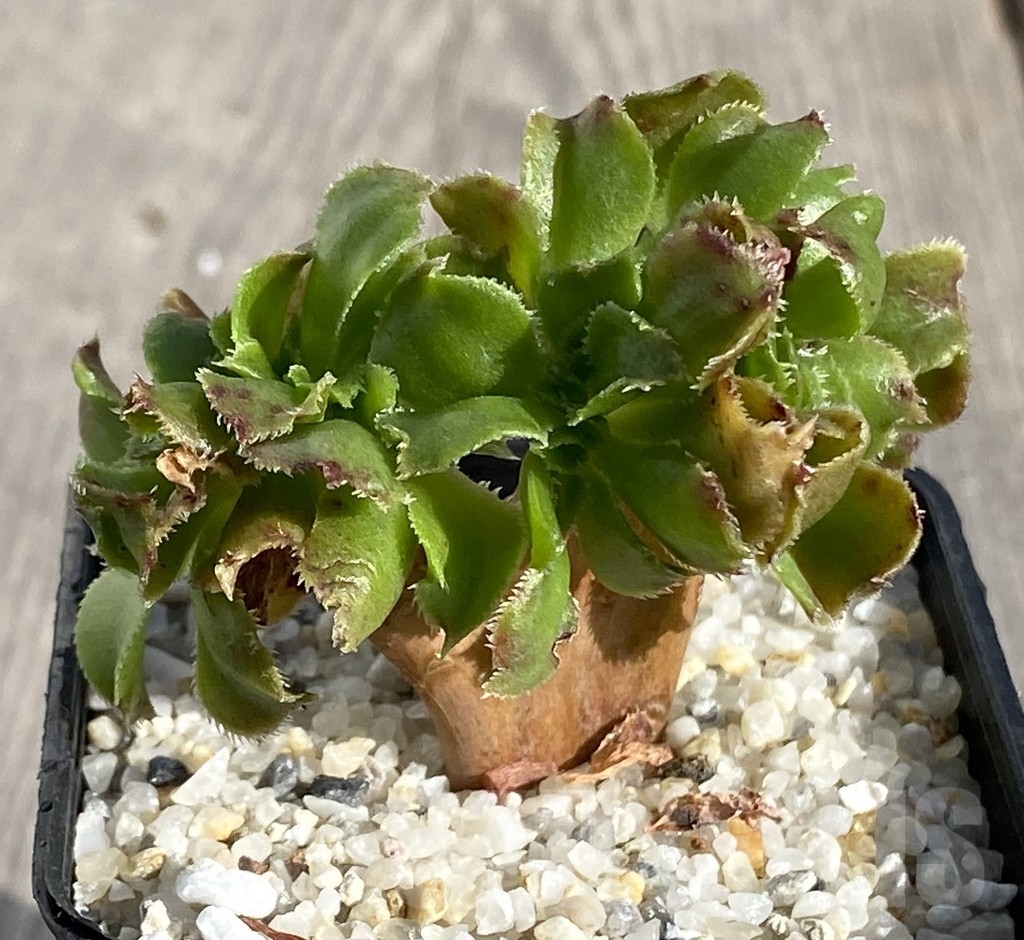 SHPR14550 Aeonium 'Blushing Beauty'