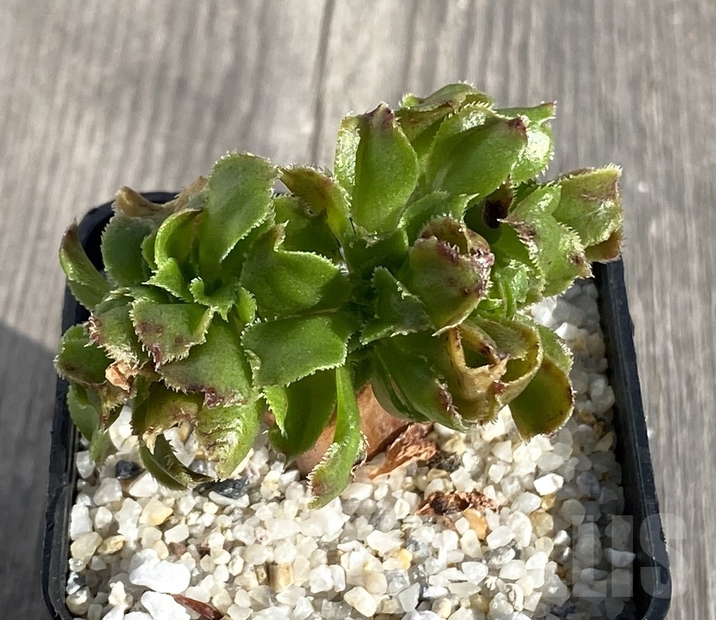 SHPR14550 Aeonium 'Blushing Beauty' - immagine 2