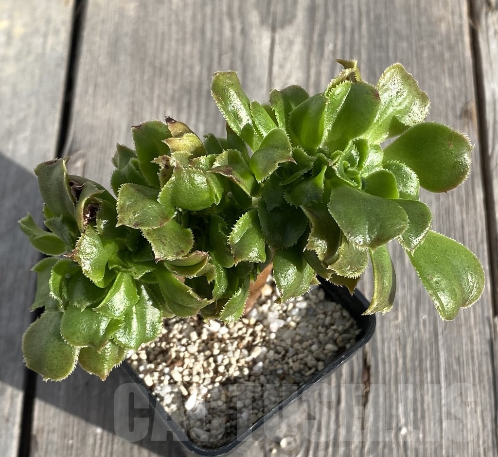 SHPR14552 Aeonium 'Blushing Beauty' – Bild 2