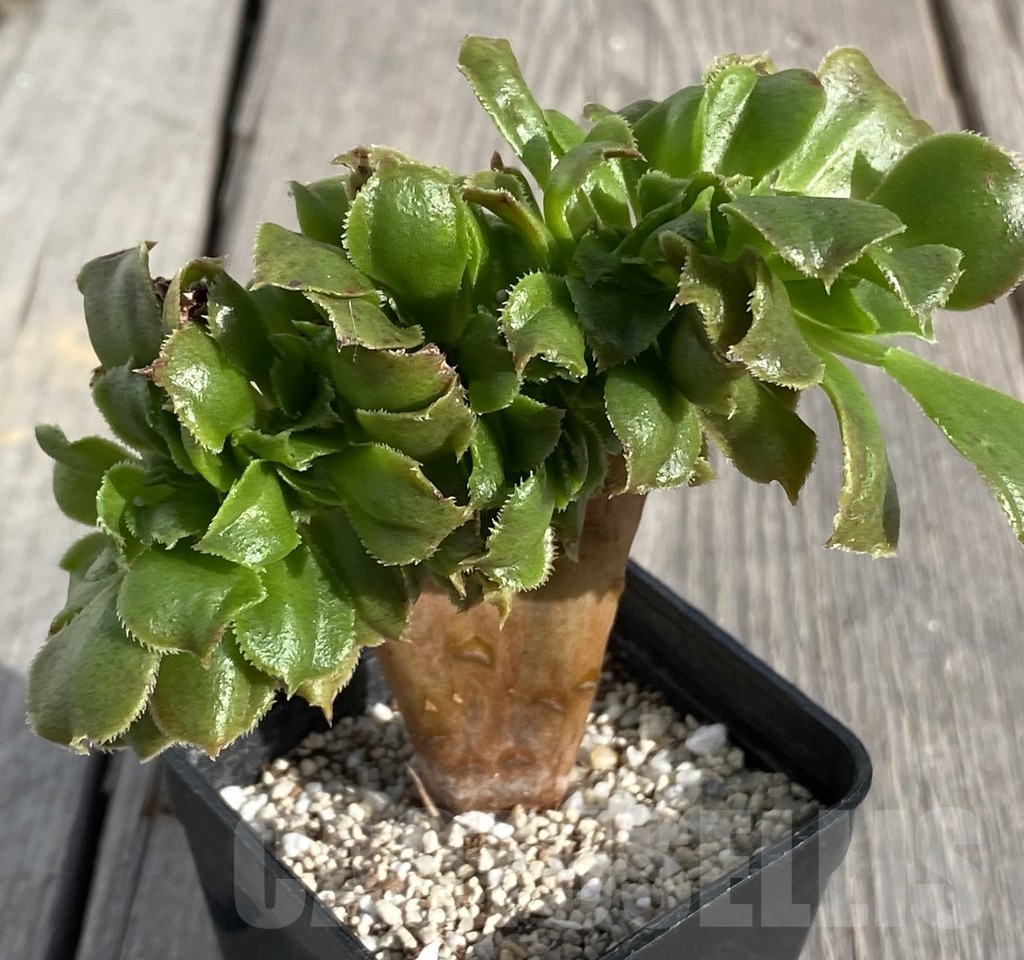 SHPR14552 Aeonium 'Blushing Beauty'