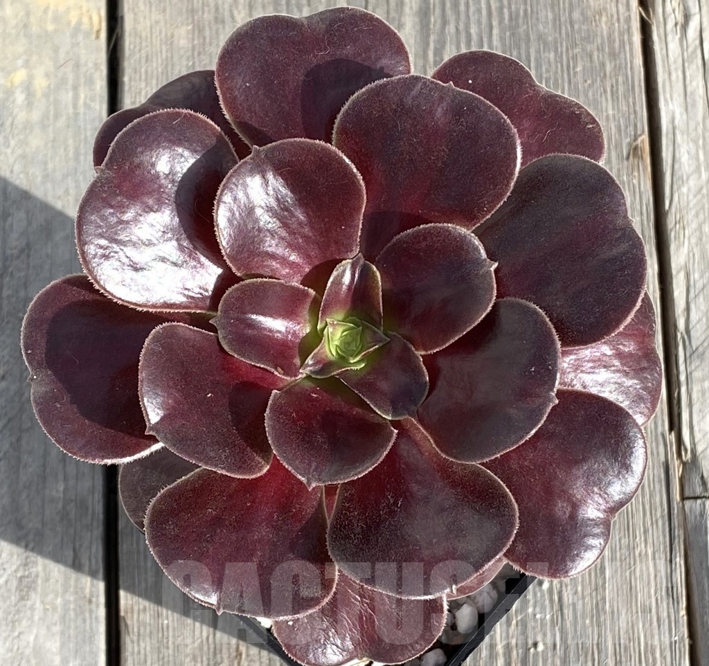 SHPR14555 Aeonium 'Velour'