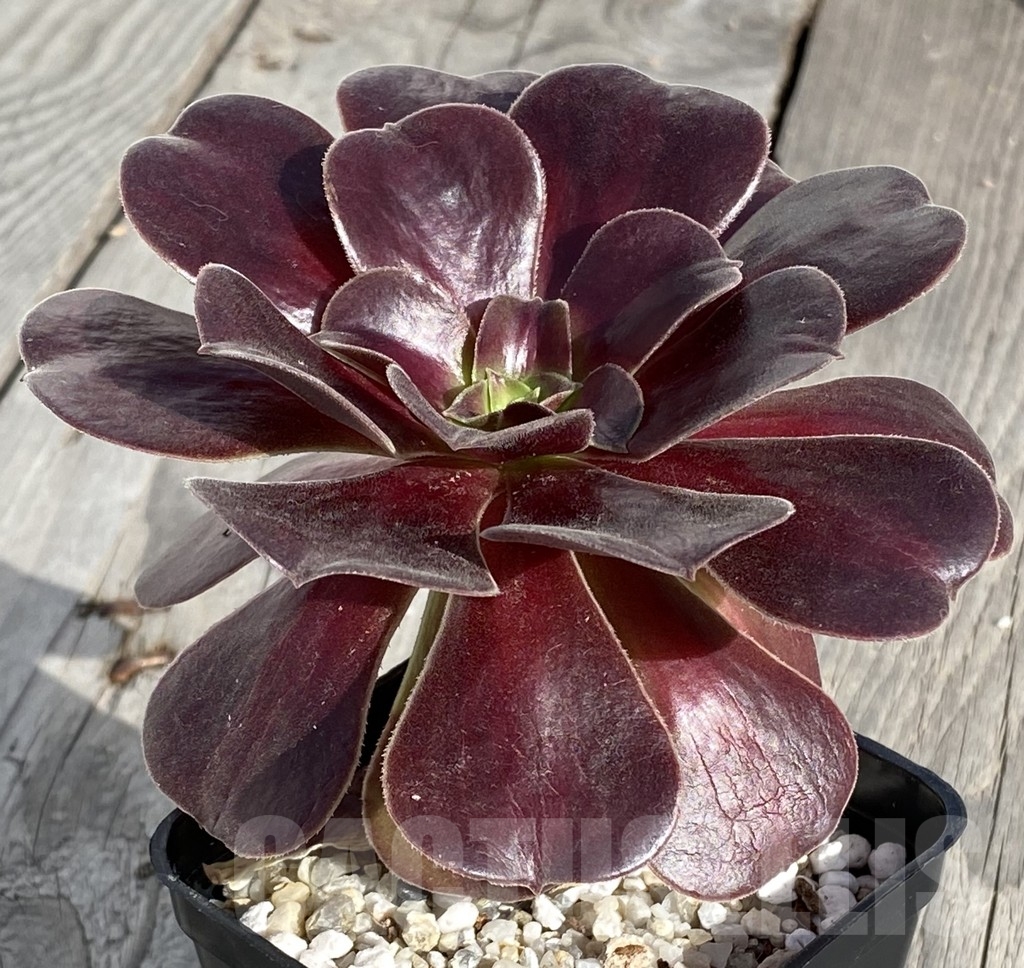 SHPR14555 Aeonium 'Velour' - Image 2