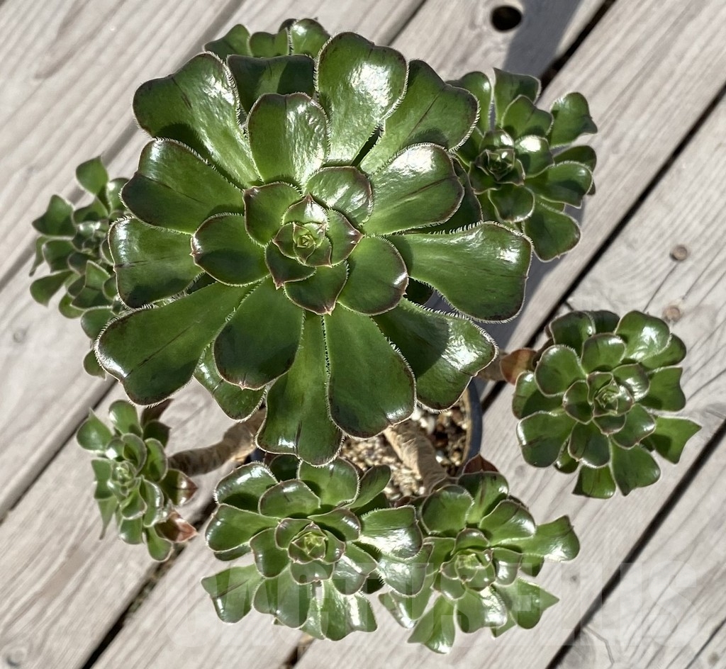 SHPR14556 Aeonium arboreum v. rubrolineatum