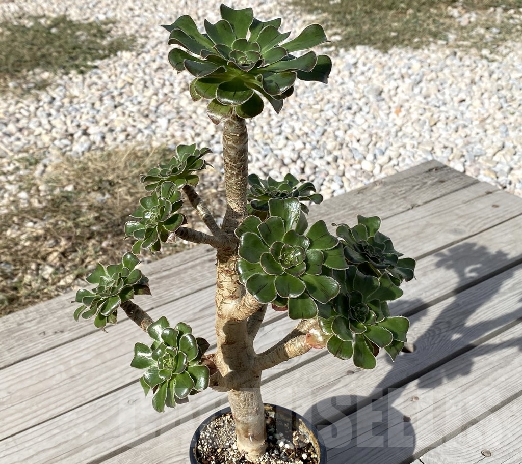 SHPR14556 Aeonium arboreum v. rubrolineatum - immagine 2