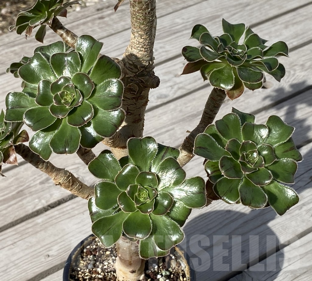 SHPR14556 Aeonium arboreum v. rubrolineatum - immagine 3