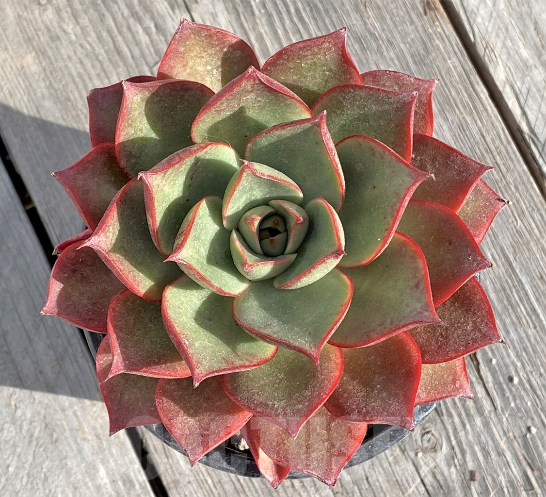 SHPR14559 Echeveria 'Matador'