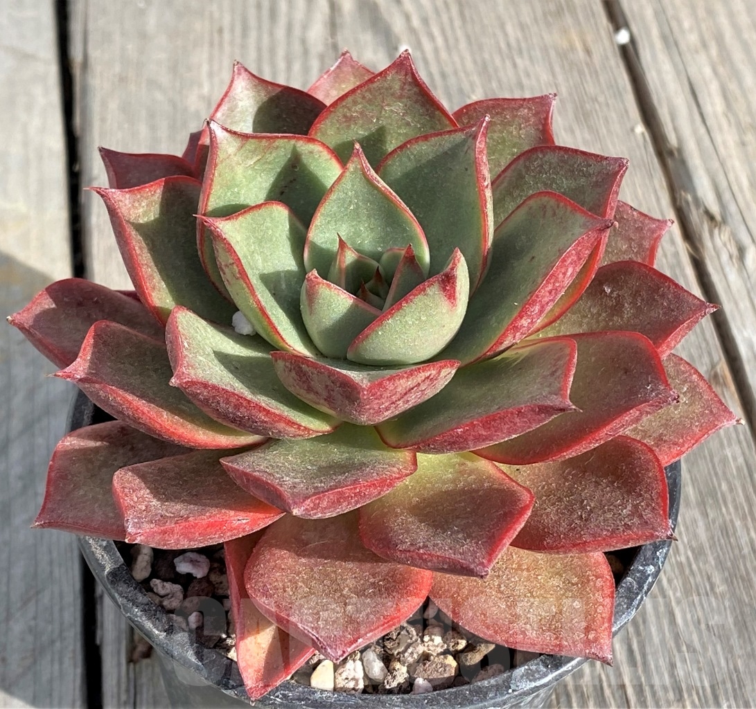 SHPR14559 Echeveria 'Matador' - Image 2