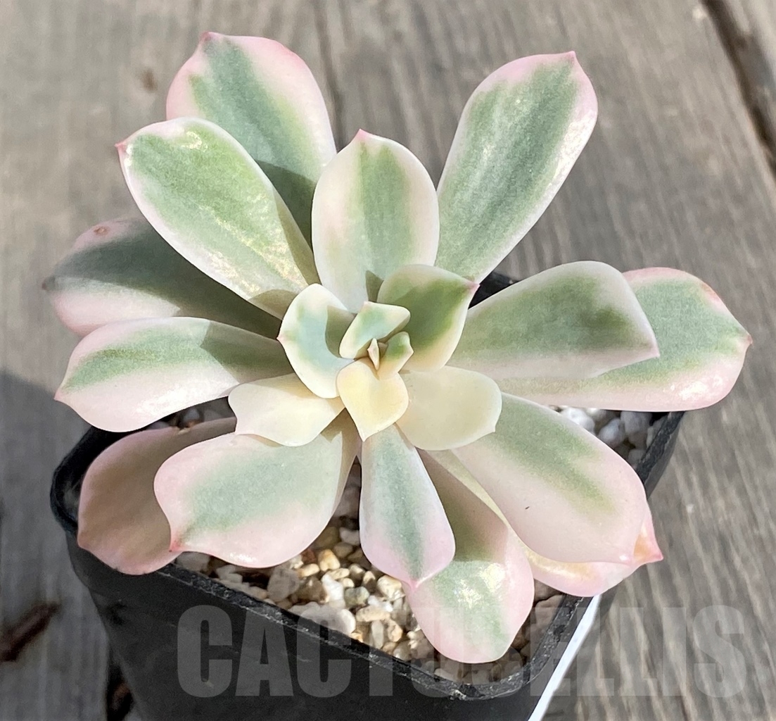SHPR14561 Echeveria hoveyi f. variegata