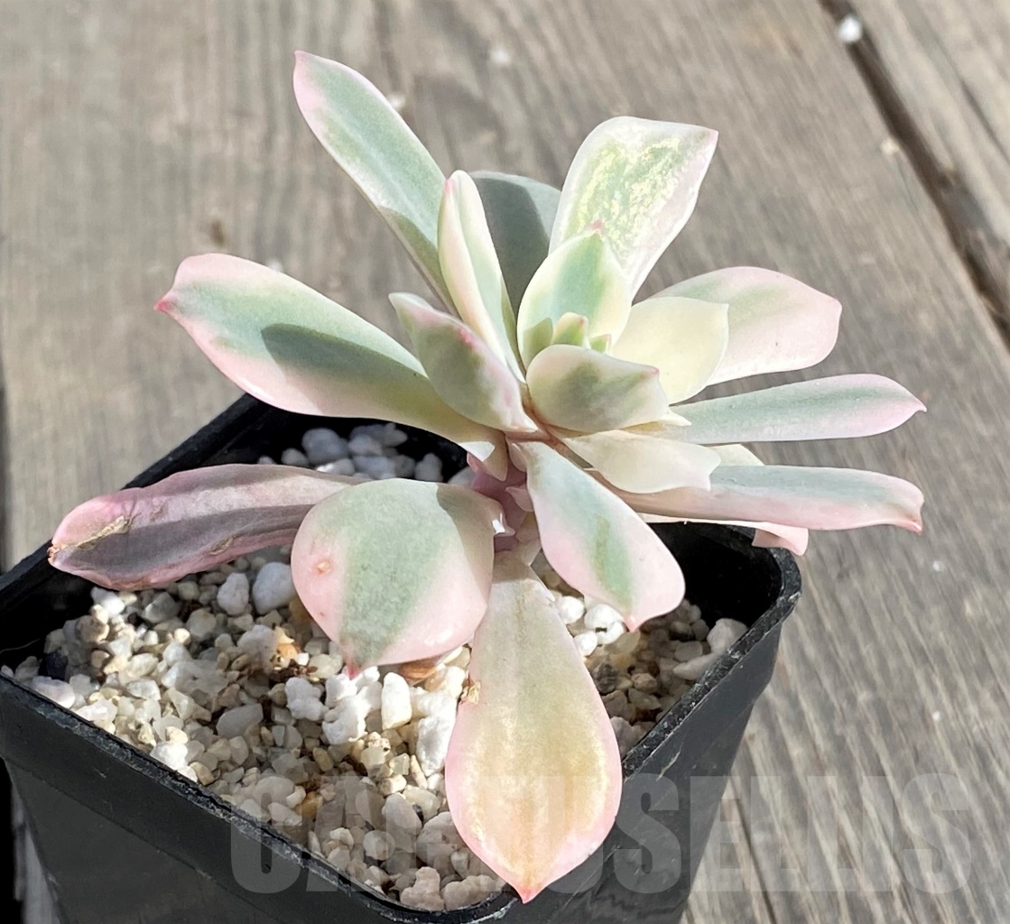 SHPR14561 Echeveria hoveyi f. variegata - Image 2