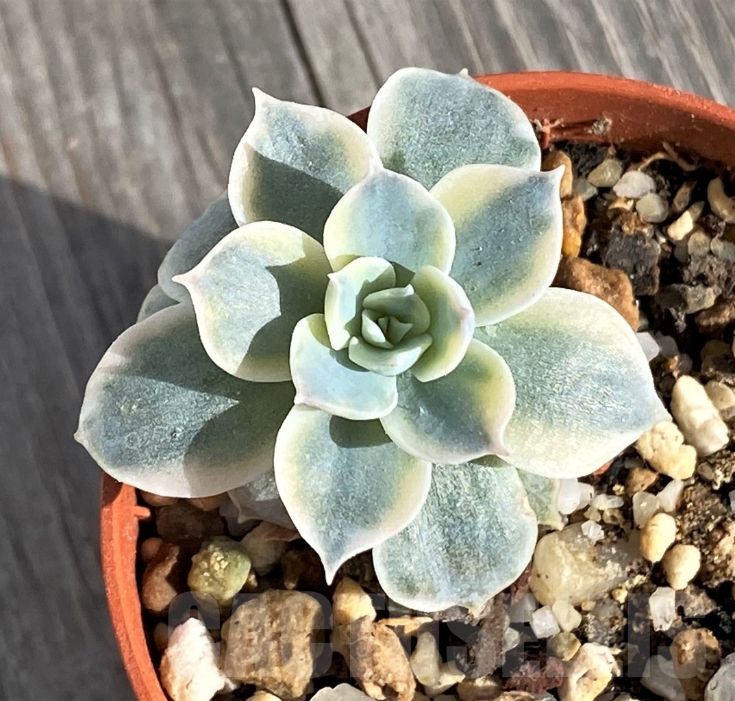 SHPR14562 Echeveria ‘Silver Queen’ f. variegata - Image 2