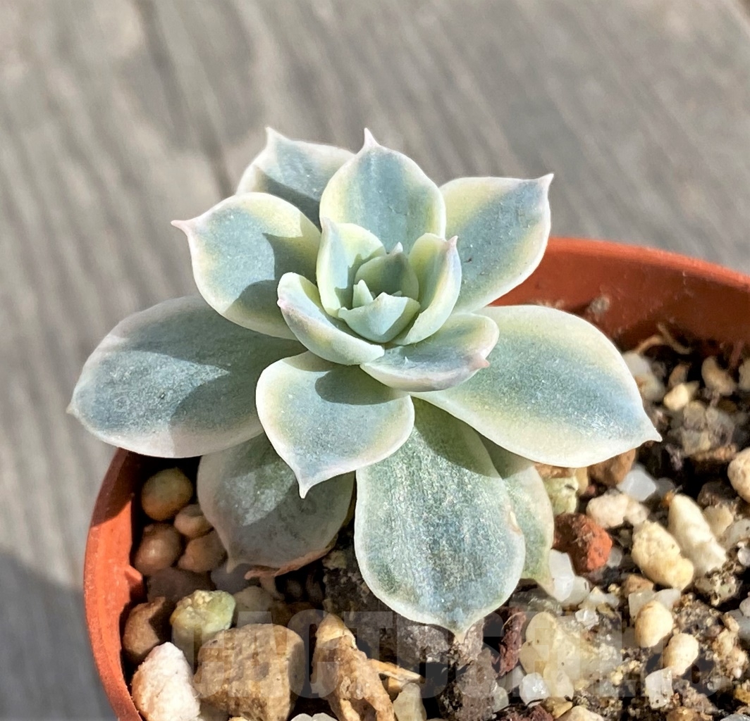 SHPR14562 Echeveria ‘Silver Queen’ f. variegata