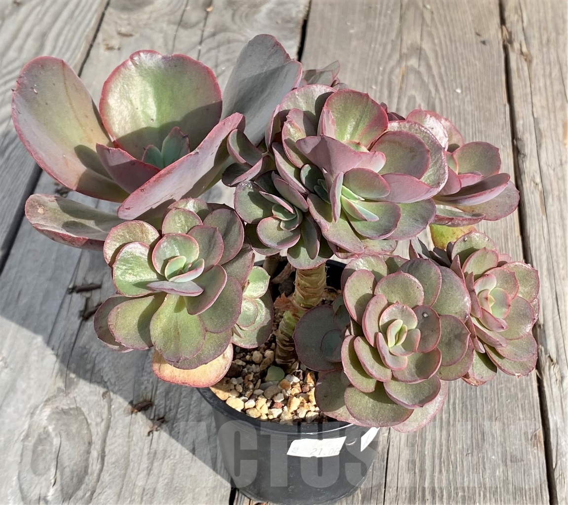 SHPR14564 Echeveria 'Suyon'