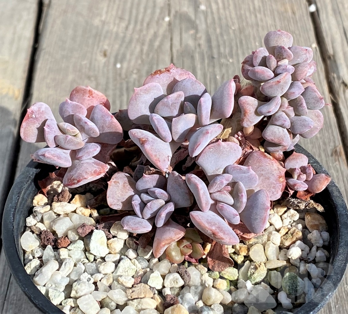 SHPR14565 Echeveria 'Cubic Frost' - Image 2