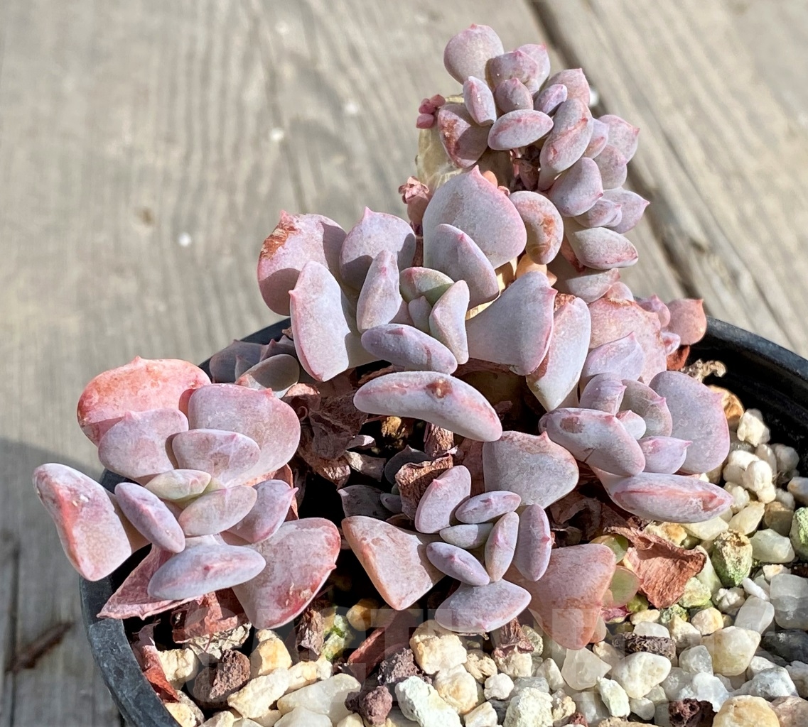 SHPR14565 Echeveria 'Cubic Frost'