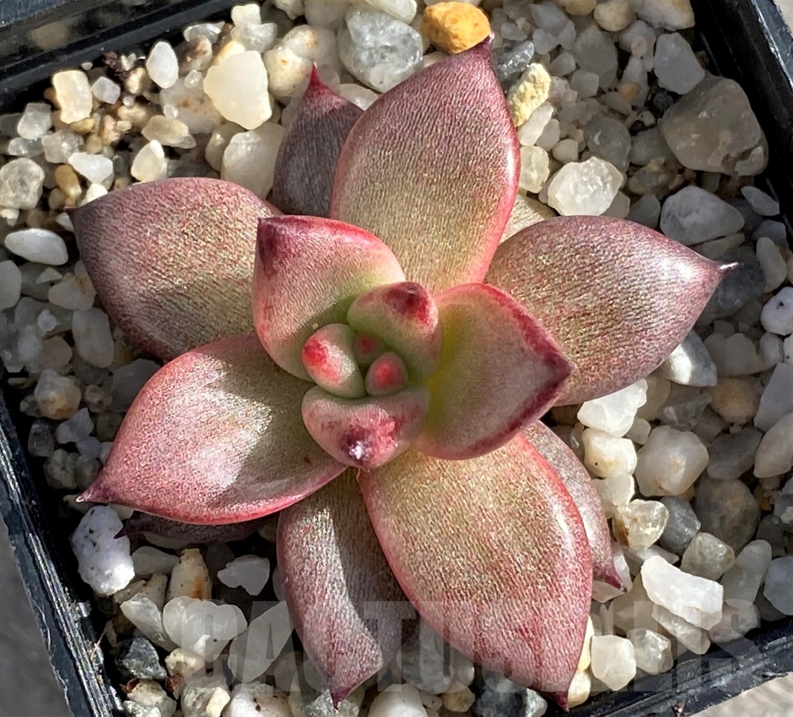 SHPR14567 Echeveria agavoides 'Romeo Rubin', seedling - Image 2