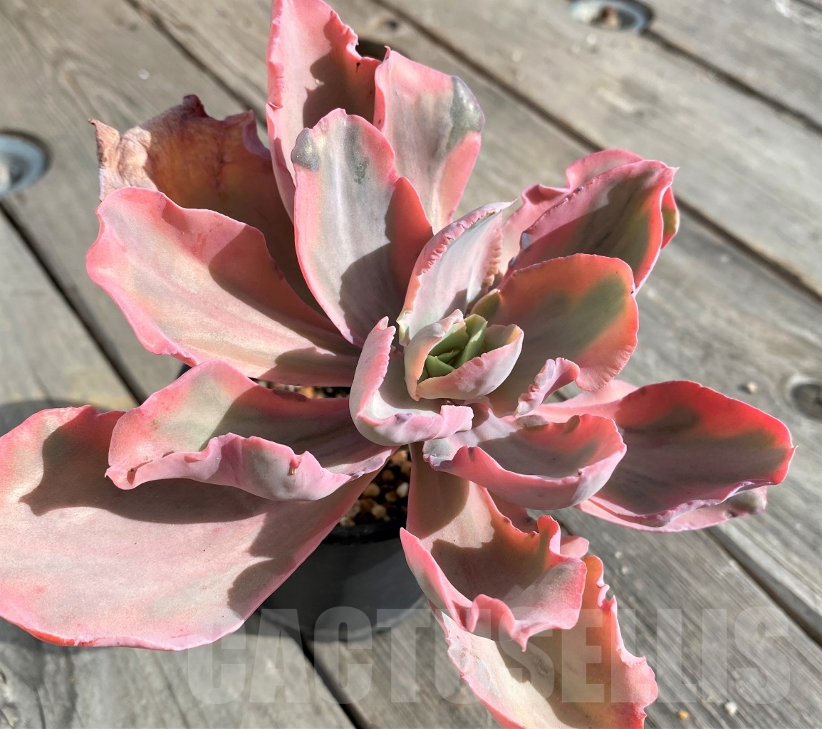 SHPR14572 Echeveria 'Chantilly' pink - Image 2