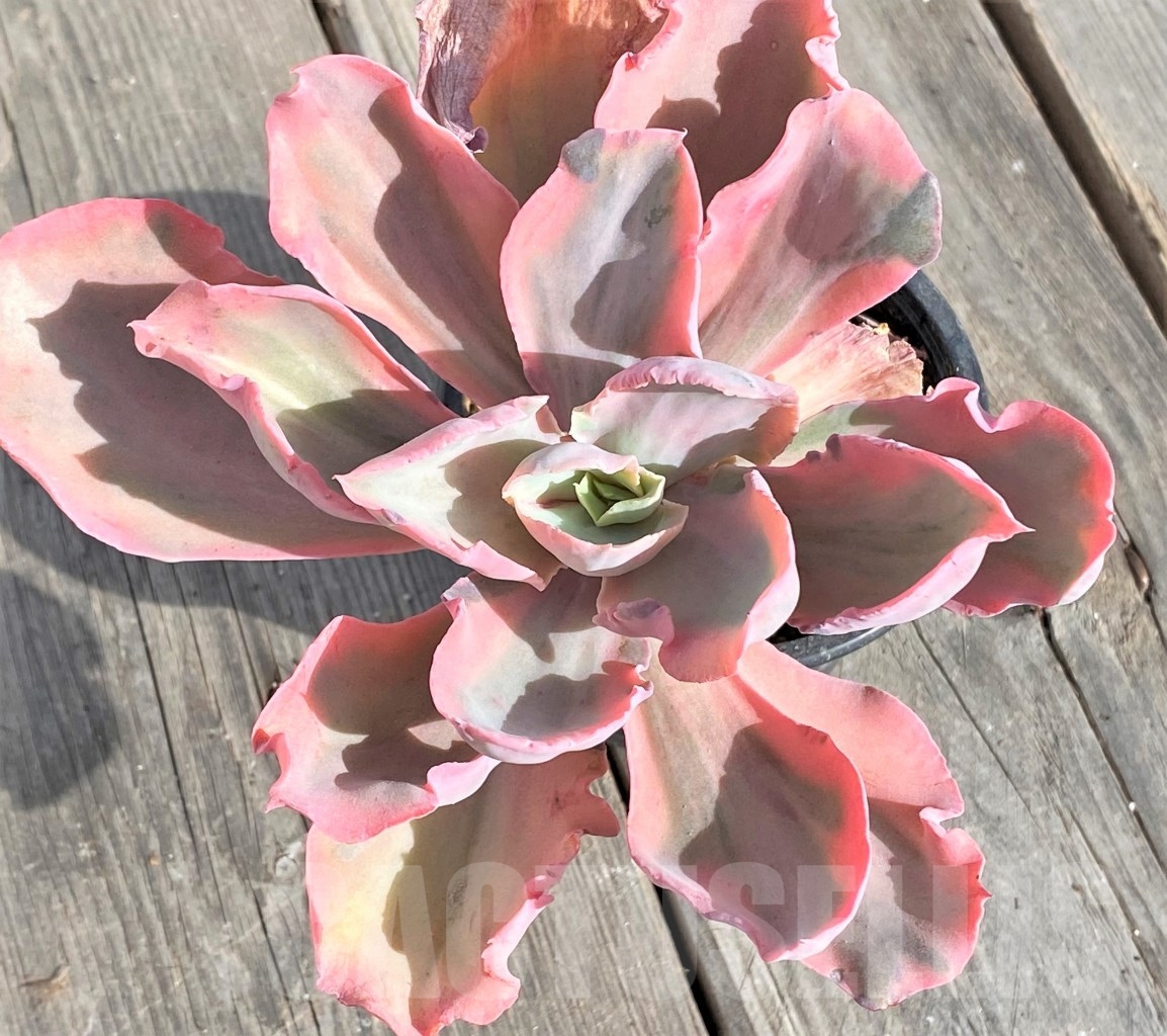 SHPR14572 Echeveria 'Chantilly' pink