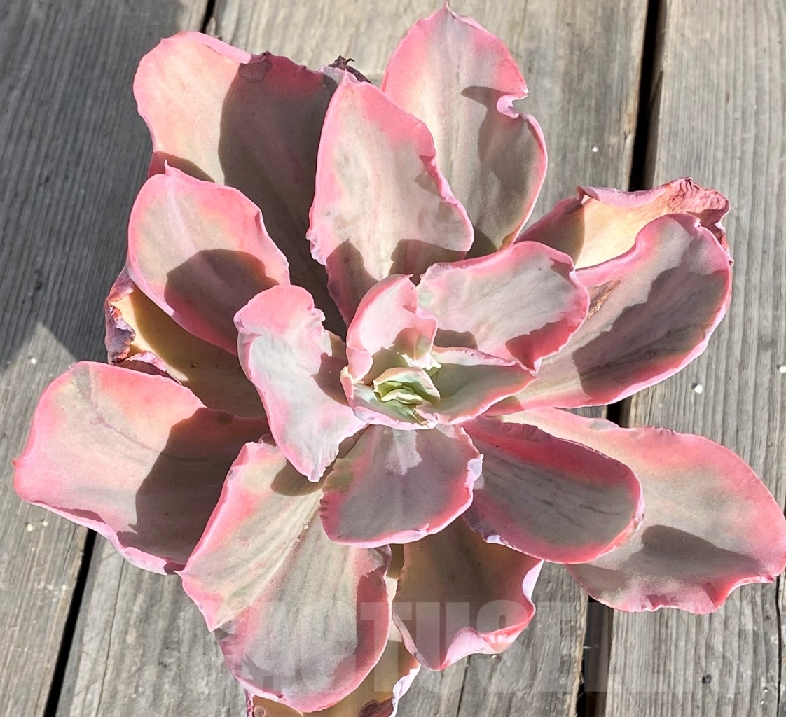 SHPR14573 Echeveria 'Chantilly' pink