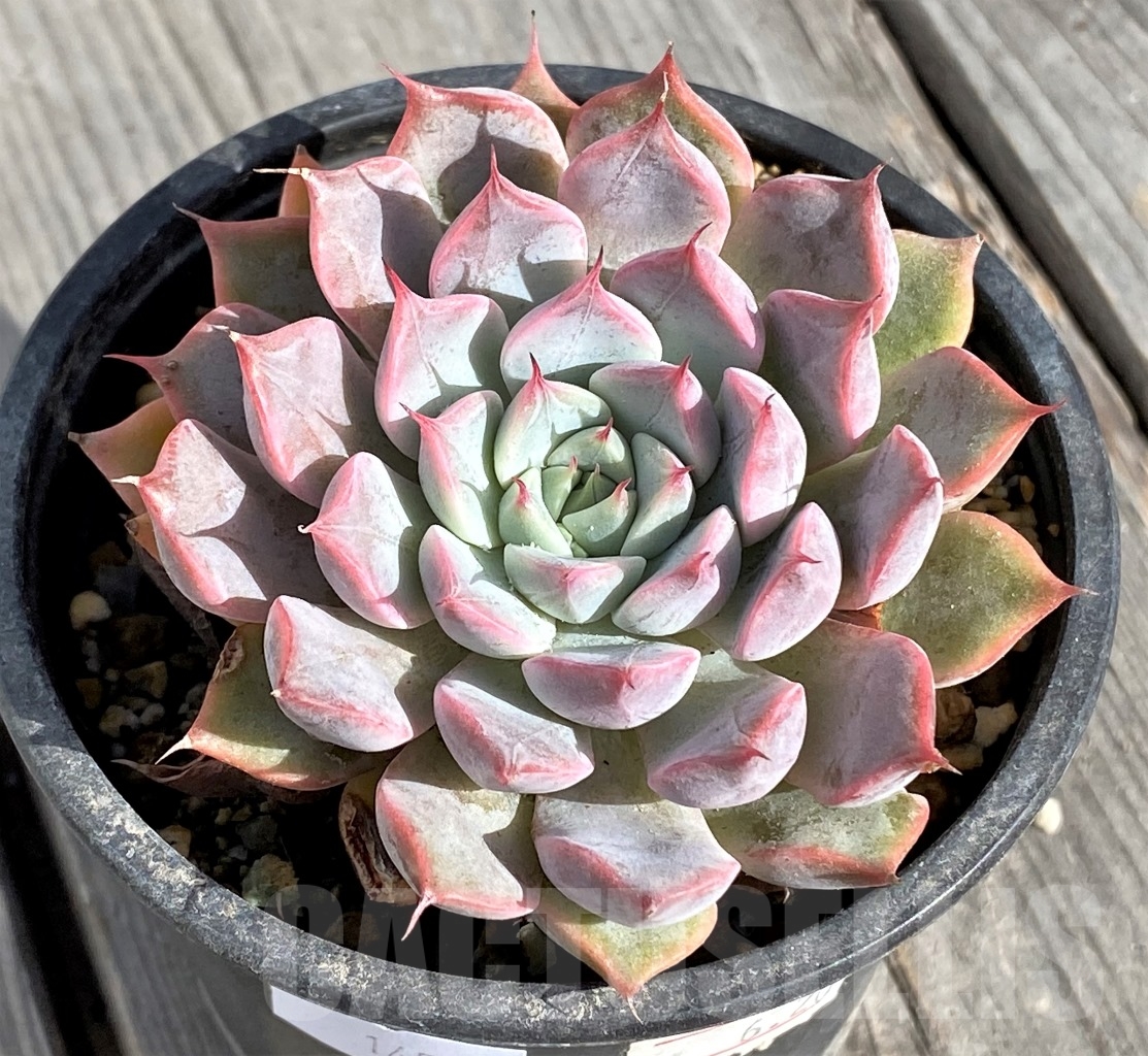 SHPR14574 Echeveria Texensis rosea - Зображення 2