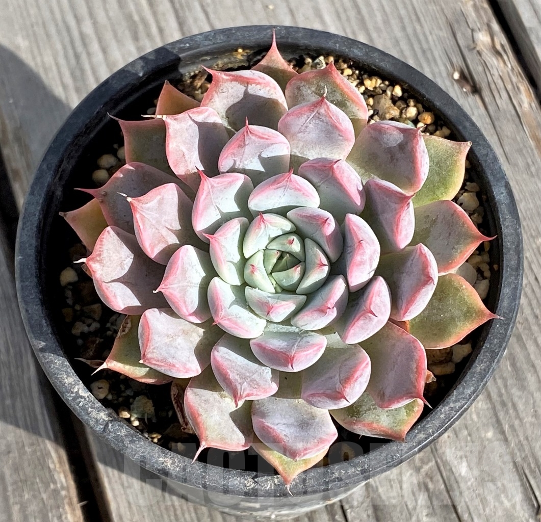 SHPR14574 Echeveria Texensis rosea