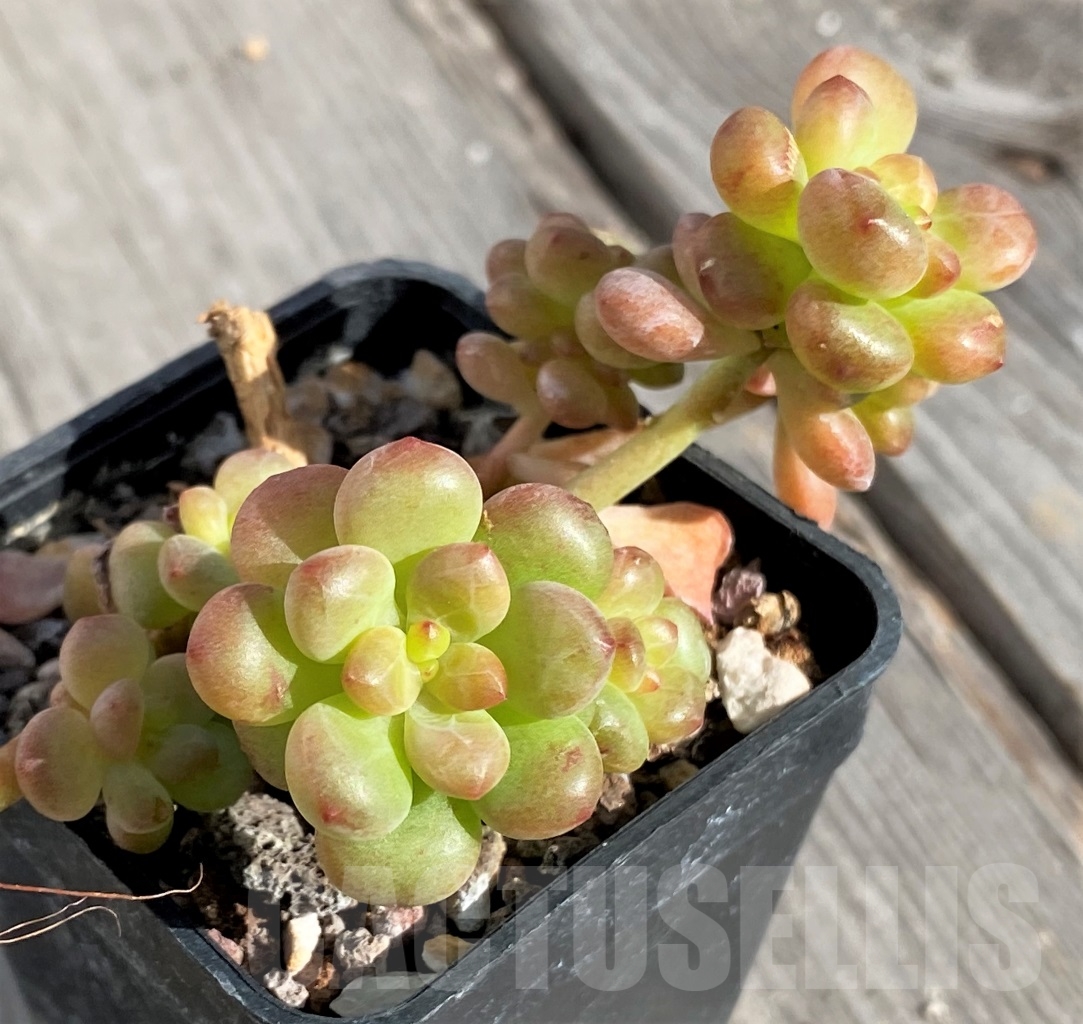 SHPR14575 Echeveria 'Shangri La'