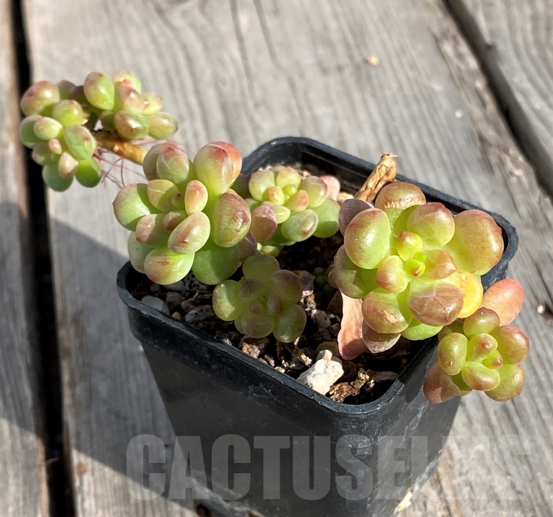 SHPR14575 Echeveria 'Shangri La' - Image 2