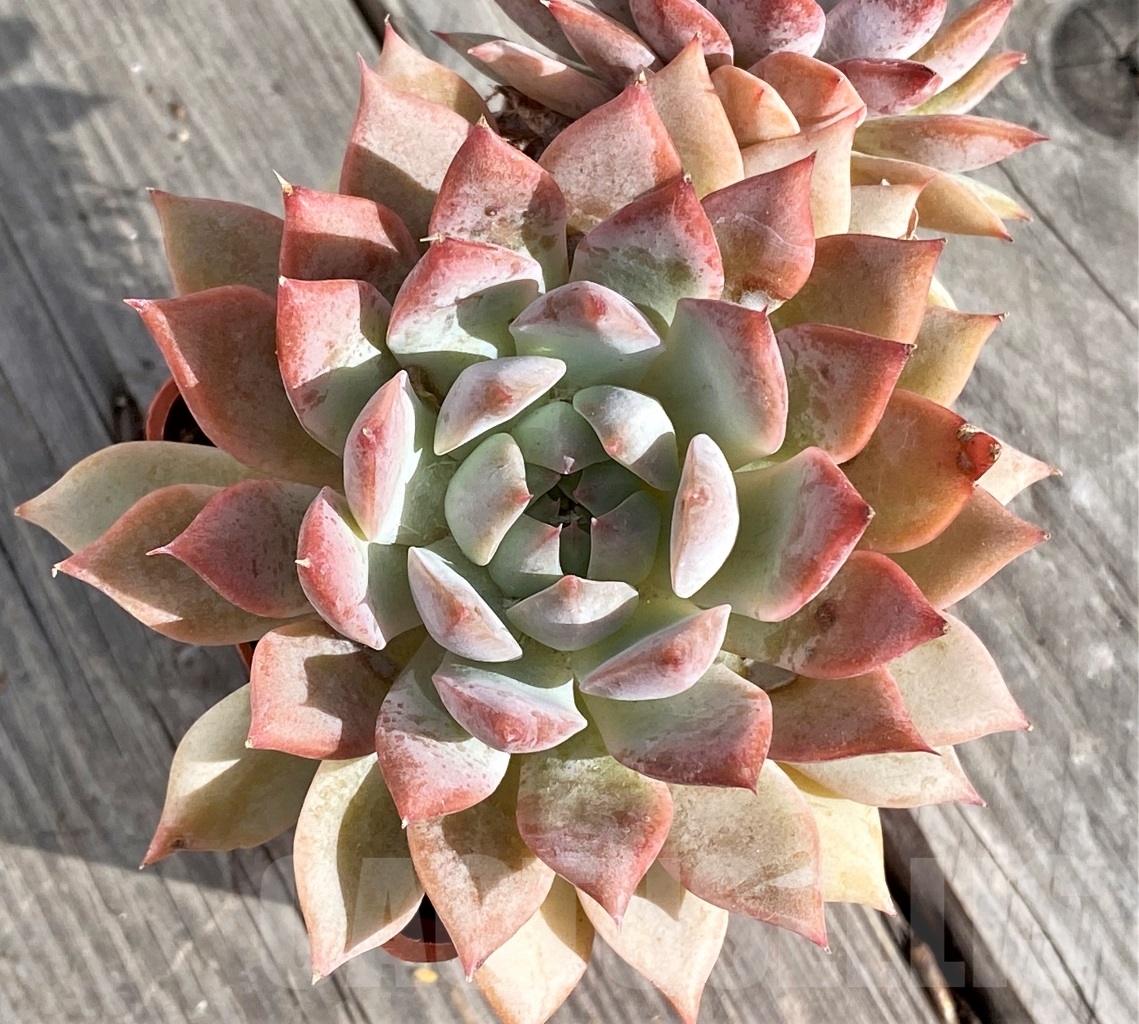 SHPR14576 Echeveria hybrid