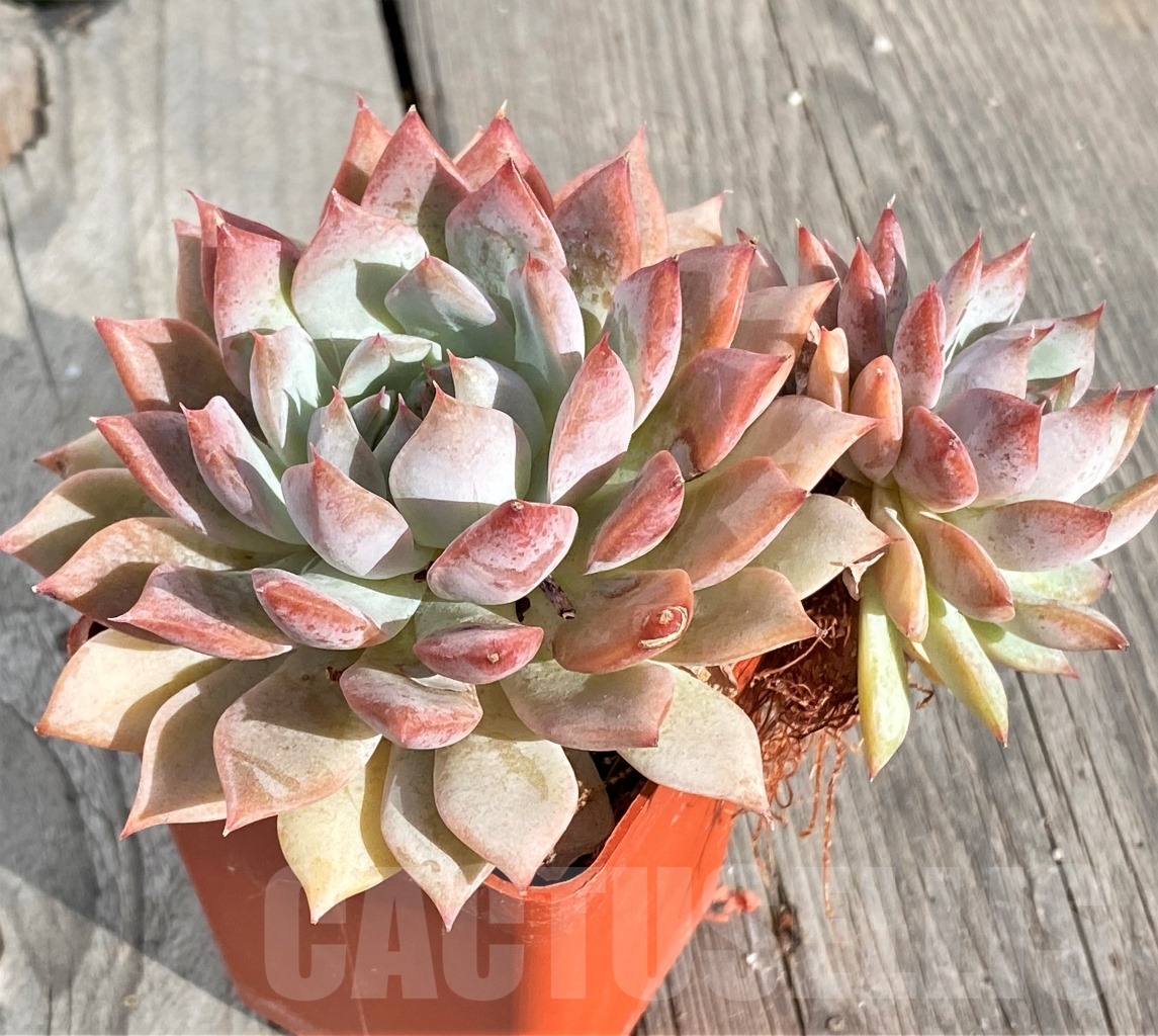SHPR14576 Echeveria hybrid - Image 2