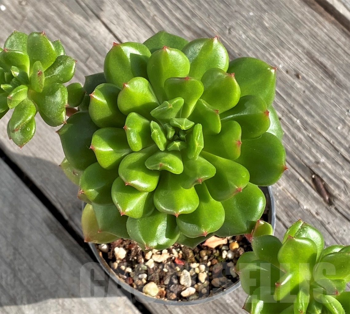 SHPR14580 Echeveria 'Red lantern'