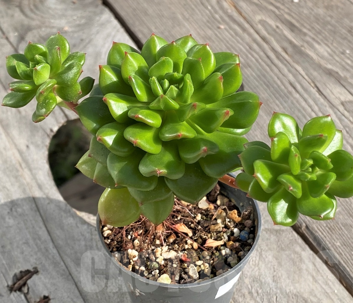SHPR14580 Echeveria 'Red lantern' - Image 2