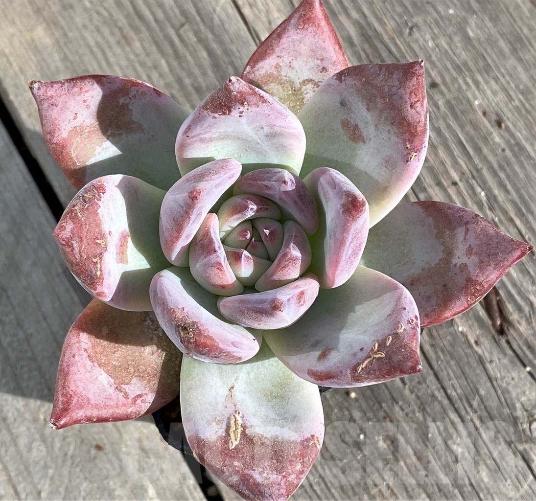 SHPR14582 Echeveria 'Blue Bird'