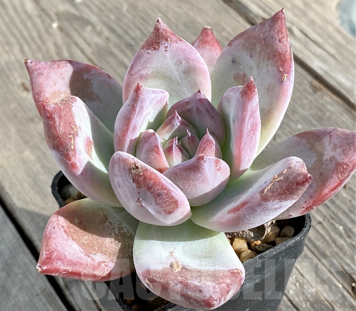 SHPR14582 Echeveria 'Blue Bird' - Image 2