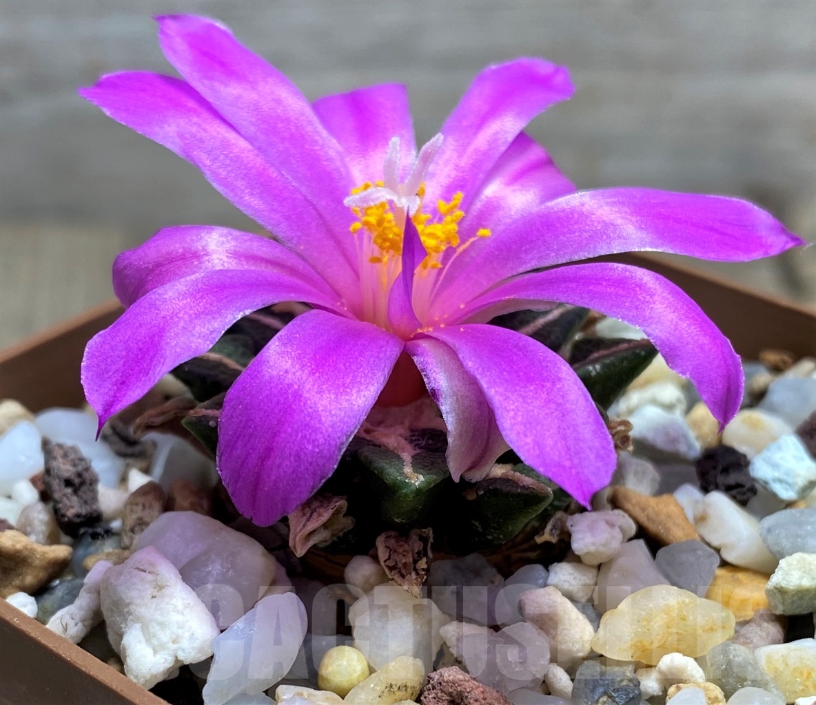 SHPR14585 Ariocarpus kotschoubeyanus v. elephantidens, own roots – Bild 2