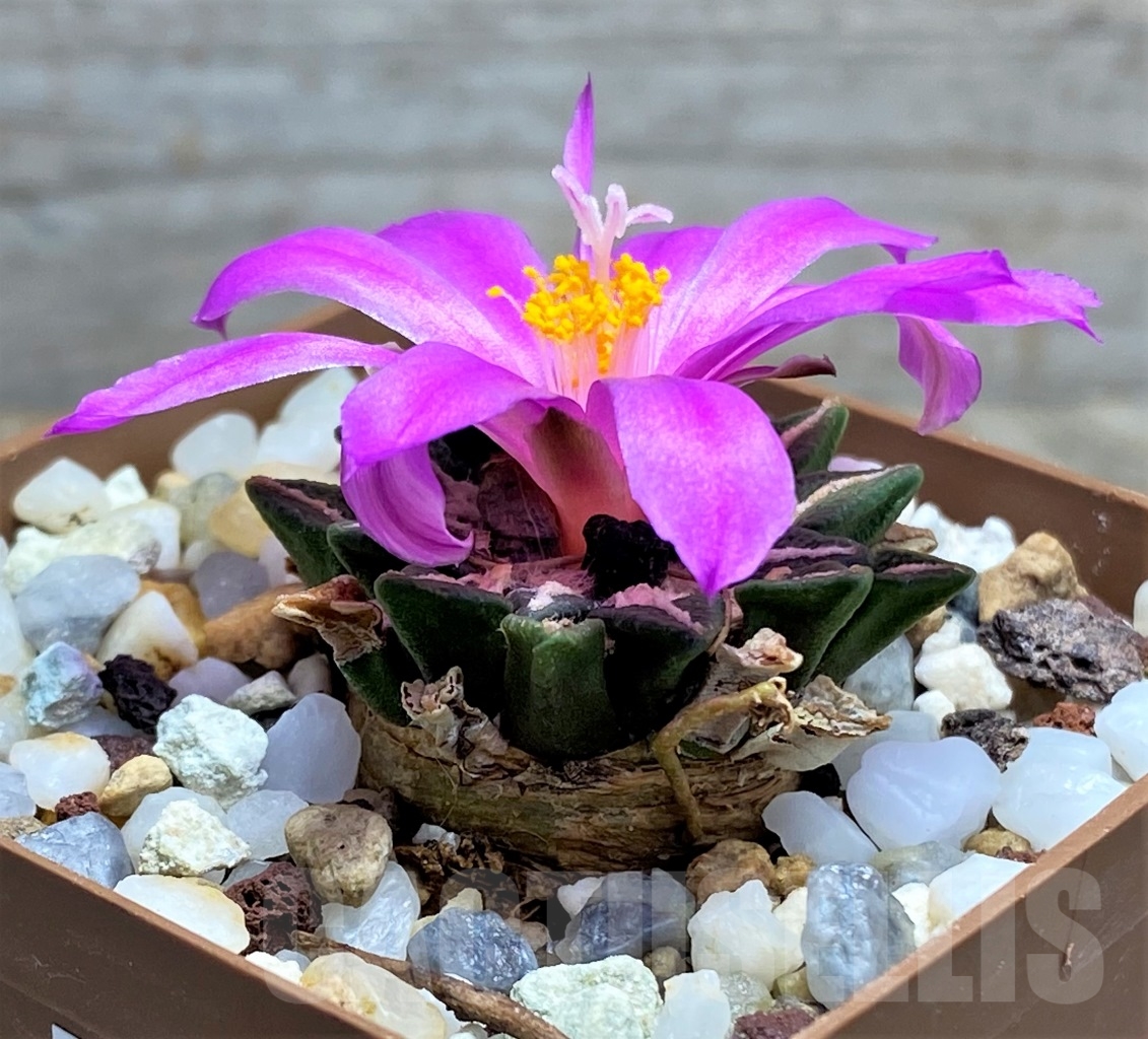 SHPR14585 Ariocarpus kotschoubeyanus v. elephantidens, own roots – Bild 3