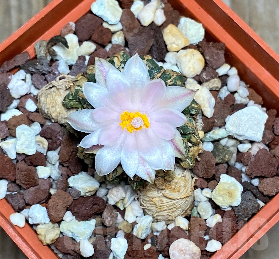 SHPR14589 Ariocarpus kotschoubeyanus v. albiflorus, own roots