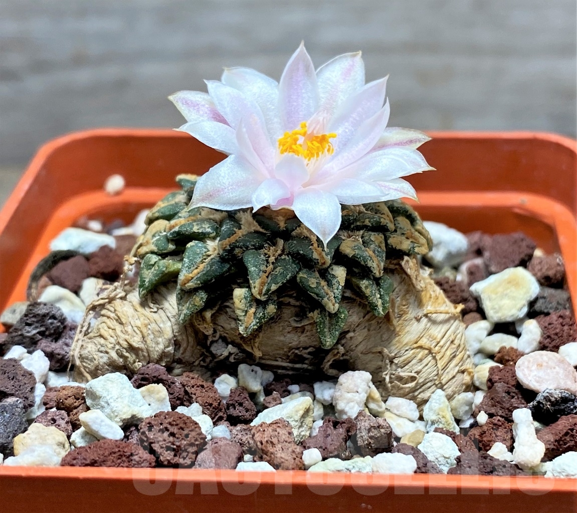 SHPR14589 Ariocarpus kotschoubeyanus v. albiflorus, own roots - Image 2