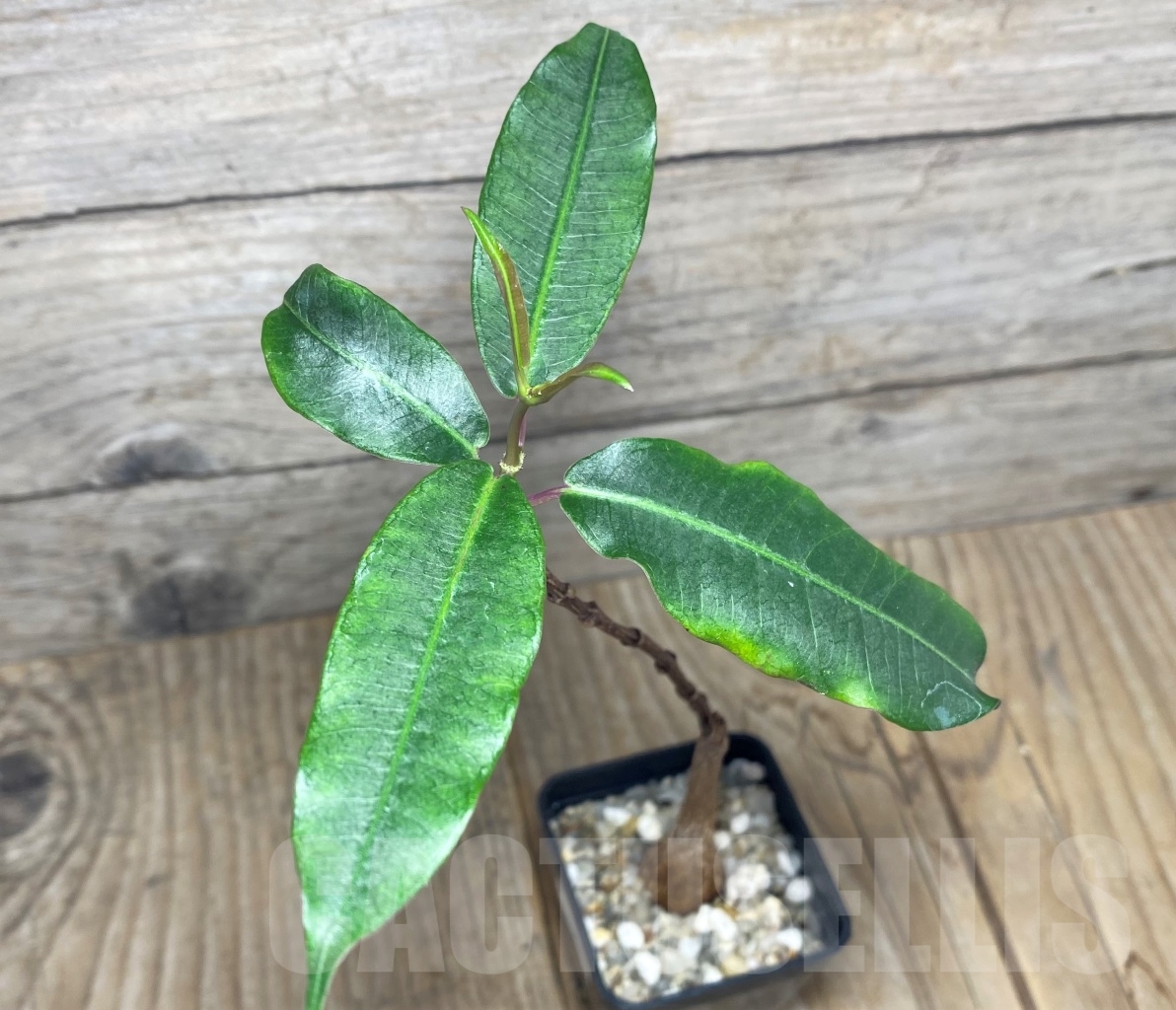 SHPR14623 Fockea natalensis