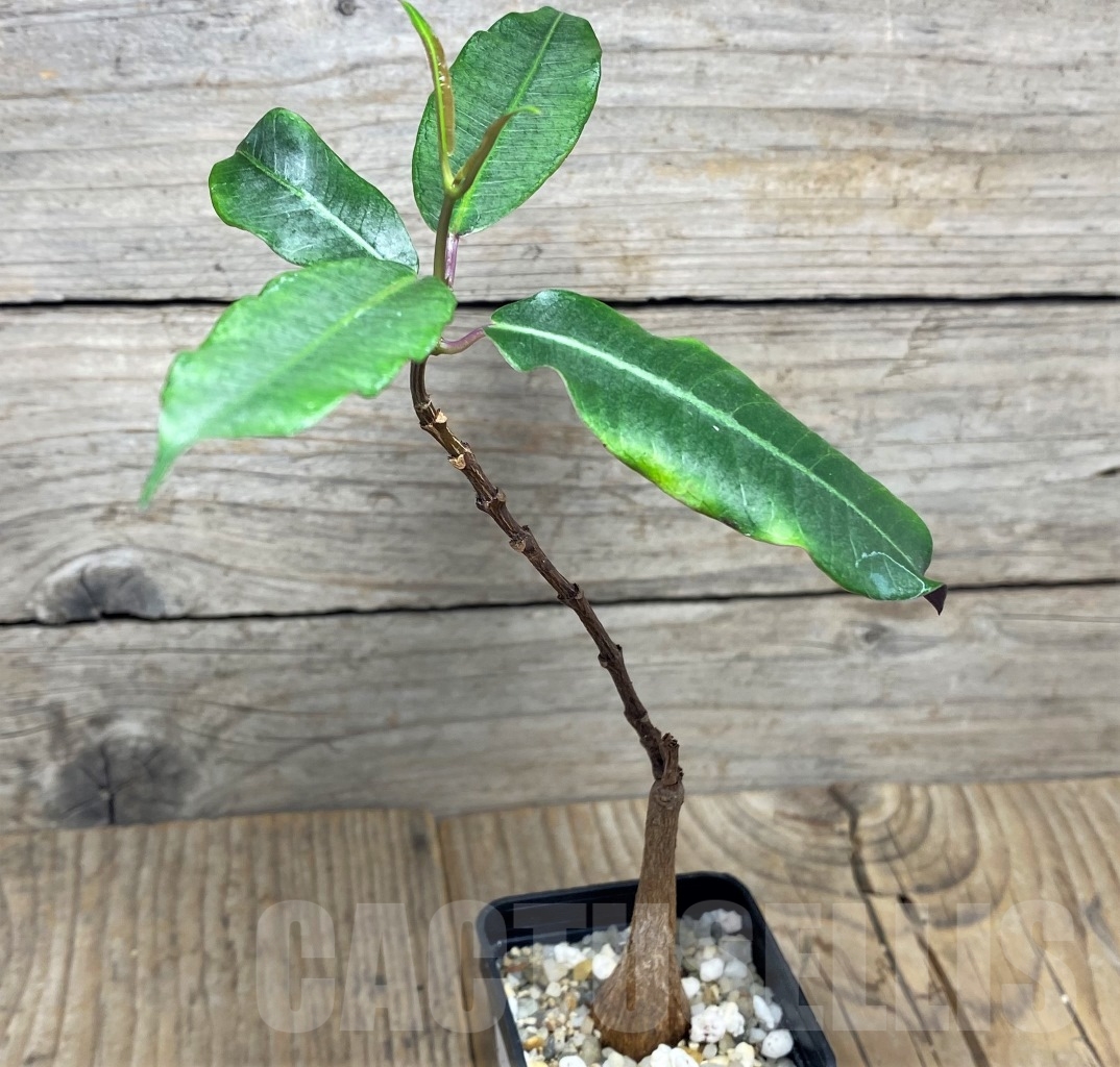 SHPR14623 Fockea natalensis - immagine 2