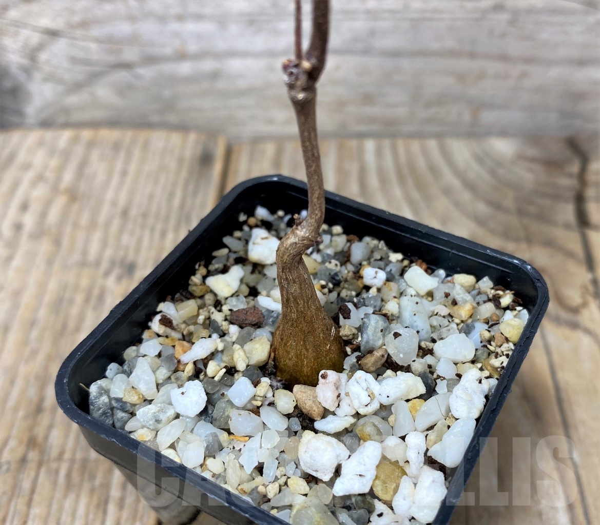 SHPR14624 Fockea natalensis - immagine 2