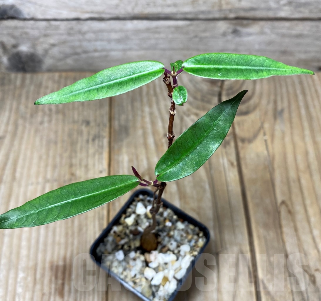 SHPR14624 Fockea natalensis