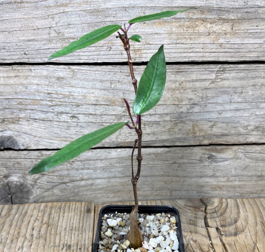 SHPR14624 Fockea natalensis - immagine 3