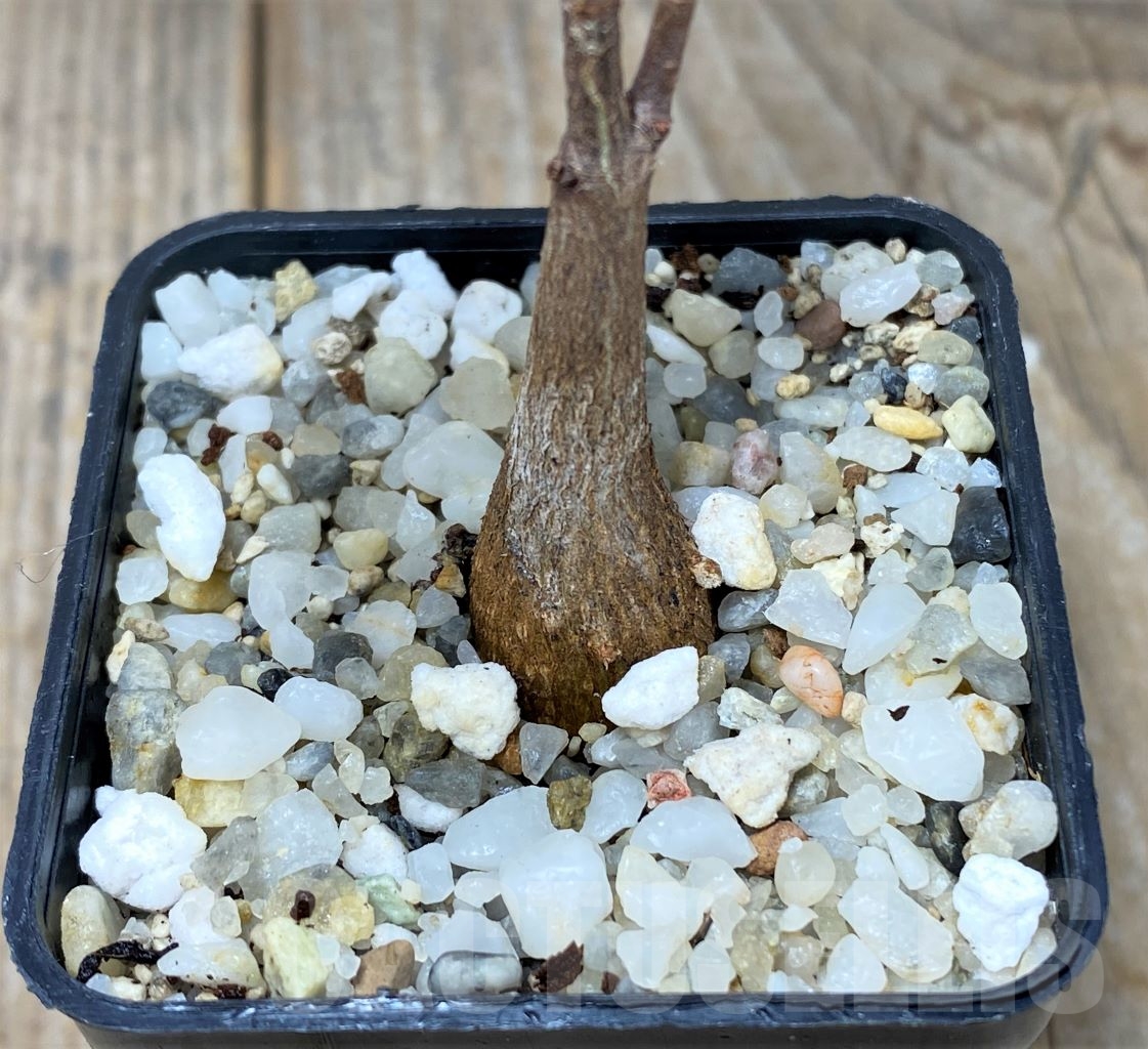 SHPR14625 Fockea natalensis - immagine 3